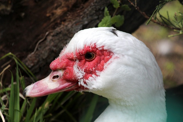 一战术特点 一战术特点