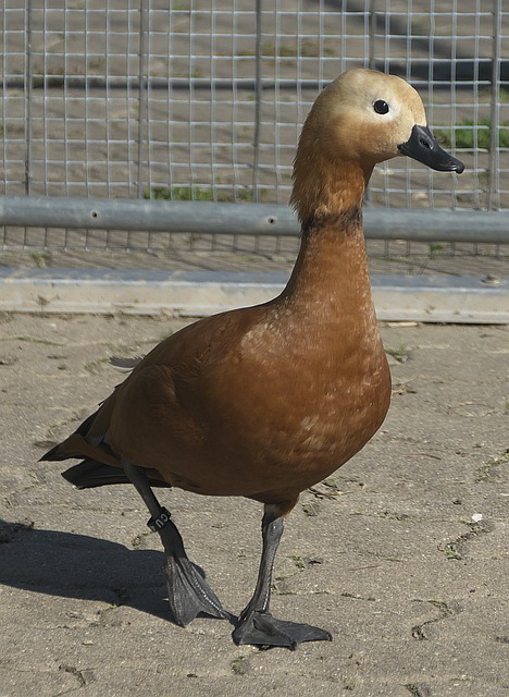 克赛场上与